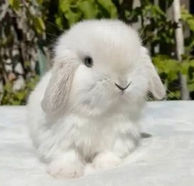 دانلود آهنگ صوتی یه روز یه آقا خرگوشه رسید به یه بچه موشه یه روز یه آقا خرگوشه رسید به یه بچه موشه