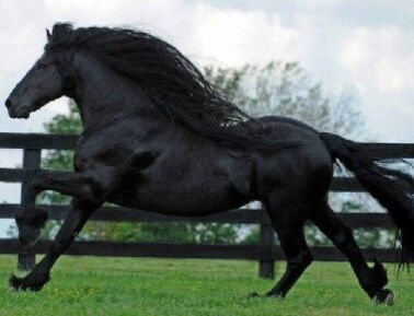 دانلود آهنگ رحیم لطفی اسب سیاه مو تاختم دیشب قمارو باختم رحیم لطفی اسب سیاه مو تاختم دیشب قمارو باختم